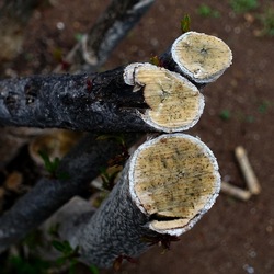 TRONCHI. Fotografie di Giulio Azzarello ©2022.
