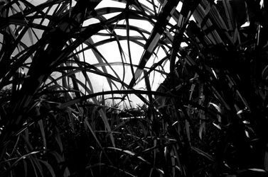 ORTO BOTANICO fotografie di Giulio Azzarello ©2014. ORTO BOTANICO fotografie di Giulio Azzarello ©2014.