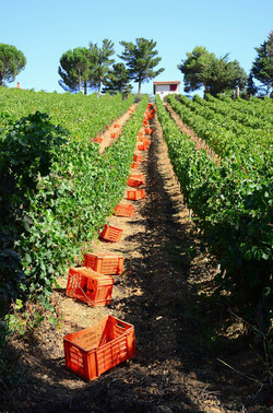 VENDEMMIA a S.Cristina Gela in Sicilia. Fotografie di Giulio Azzarello &copy;2016.