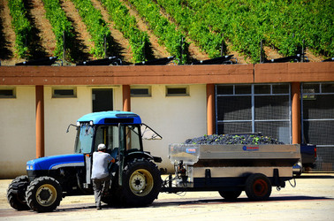 AZIENDA VITIVINICOLA in Sicilia. Fotografie di Giulio Azzarello ©2016. AZIENDA VITIVINICOLA in Sicilia. Fotografie di Giulio Azzarello ©2016.