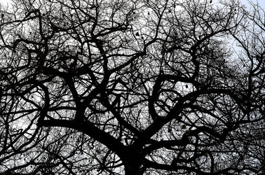 ORTO BOTANICO di Palermo in inverno. Fotografie di Giulio Azzarello &copy;2016.