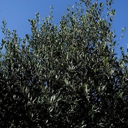 SELINUNTE. Fotografie di Giulio Azzarello ©2022. SELINUNTE. Fotografie di Giulio Azzarello ©2022.