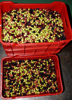 TIPICO FRANTOIO fotografie di Giulio Azzarello ©2014. TIPICO FRANTOIO fotografie di Giulio Azzarello ©2014.