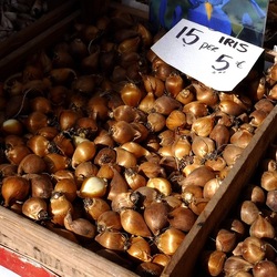 ORTO BOTANICO di PALERMO. Fotografie di Giulio Azzarello ©2019.