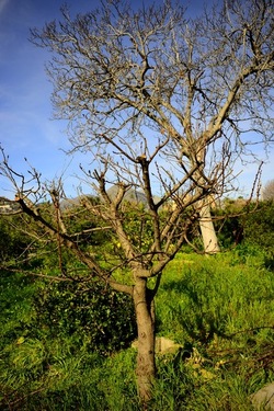 CAMPAGNA fotografie di Giulio Azzarello ©2020.