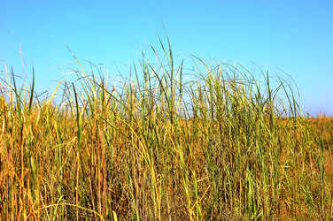 CANNETI in SICILIA. Fotografie di Giulio Azzarello &copy;2016.