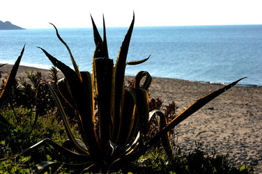 AGAVE selvatica sul mare in Sicilia a Cefalù. Fotografie di Giulio Azzarello ©2014. AGAVE selvatica sul mare in Sicilia a Cefalù. Fotografie di Giulio Azzarello ©2014.
