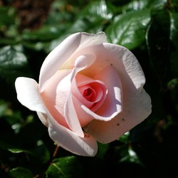 ROSETO. Fotografie di Giulio Azzarello &copy;2022.