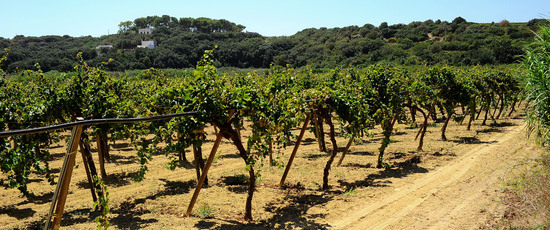 GORGHI TONDI oasi di vigneti e piante Mazzara del Vallo in Sicilia. Foto di Giulio Azzarello ©2016. GORGHI TONDI oasi di vigneti e piante Mazzara del Vallo in Sicilia. Foto di Giulio Azzarello ©2016.