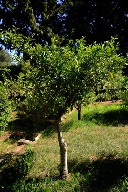 GIARDINO SICILIANO fotografie di Giulio Azzarello ©2021. GIARDINO SICILIANO fotografie di Giulio Azzarello ©2021.