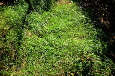 GIARDINO SICILIANO fotografie di Giulio Azzarello ©2021. GIARDINO SICILIANO fotografie di Giulio Azzarello ©2021.