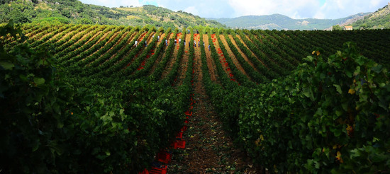 VENDEMMIA di AUTUNNO a S.Cristina Gela in Sicilia. Fotografie di Giulio Azzarello &copy;2016.