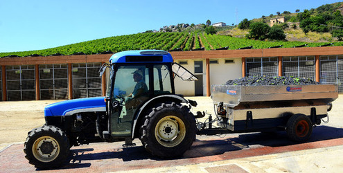 AZIENDA VITIVINICOLA in Sicilia. Fotografie di Giulio Azzarello ©2016. AZIENDA VITIVINICOLA in Sicilia. Fotografie di Giulio Azzarello ©2016.