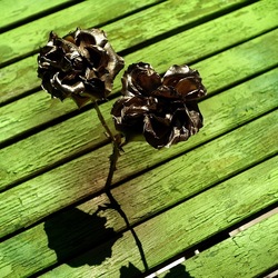 METALLICO. Fotografia di Giulio Azzarello &copy;2023.