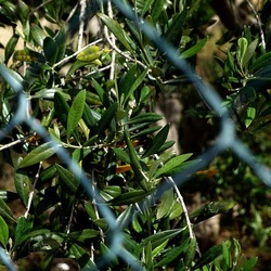 CAMMINANDO. Fotografie di Giulio Azzarello &copy;2024.