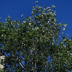 GIARDINO. Fotografie di Giulio Azzarello ©2022.