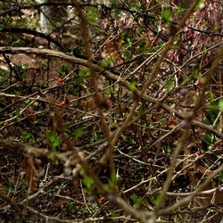 ORTO BOTANICO. Fotografie di Giulio Azzarello &copy;2024.