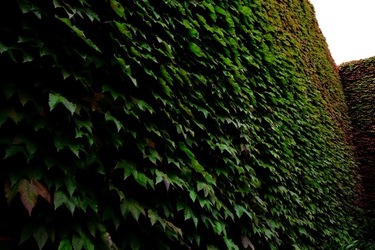 BIENNALE di VENEZIA Arte Contemporanea Giardini. Fotografie di Giulio Azzarello &copy;2020.