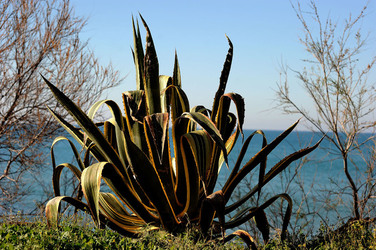 AGAVE selvatica sul mare in Sicilia a Cefalù. Fotografie di Giulio Azzarello ©2014. AGAVE selvatica sul mare in Sicilia a Cefalù. Fotografie di Giulio Azzarello ©2014.