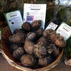 ORTO BOTANICO di PALERMO. Fotografie di Giulio Azzarello ©2019.