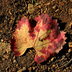 VENDEMMIA di AUTUNNO a S.Cristina Gela in Sicilia. Fotografie di Giulio Azzarello &copy;2016.