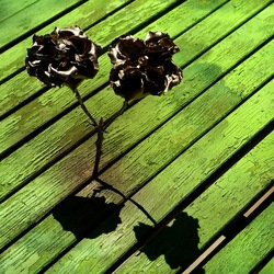 METALLICO. Fotografia di Giulio Azzarello &copy;2023.