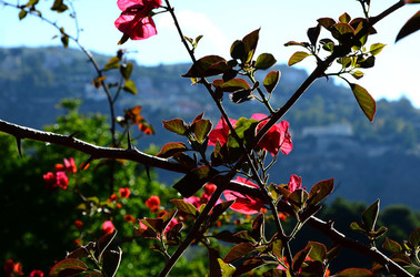 NATURA Violette siciliane in un tipico giardino in estate. Fotografie di Giulio Azzarello &copy;2014.