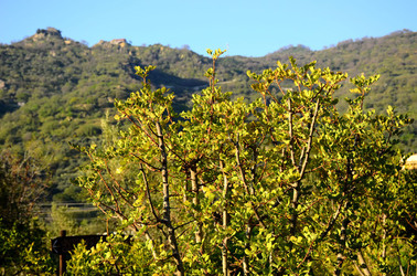 GOLE DELL ALCANTARA in Sicilia. Fotografie di Giulio Azzarello &copy;2016.