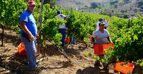VENDEMMIA a S.Cristina Gela i coltivatori. Fotografie di Giulio Azzarello ©2016. VENDEMMIA a S.Cristina Gela i coltivatori. Fotografie di Giulio Azzarello ©2016.