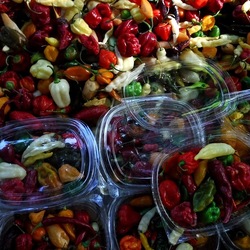 ORTO BOTANICO di PALERMO. Fotografie di Giulio Azzarello ©2019.