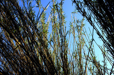 GOLE DELL ALCANTARA in Sicilia. Fotografie di Giulio Azzarello &copy;2016.