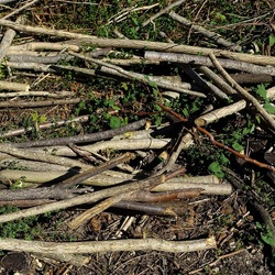 RAMI E ROVI. Fotografie di Giulio Azzarello ©2023. RAMI E ROVI. Fotografie di Giulio Azzarello ©2023.