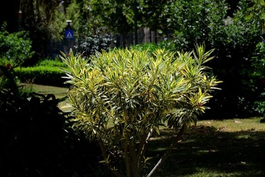 GIARDINO ARABO fotografie di Giulio Azzarello ©2021. GIARDINO ARABO fotografie di Giulio Azzarello ©2021.