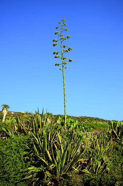 ISOLA DI USTICA la natura. Fotografie di Giulio Azzarello &copy;2016.