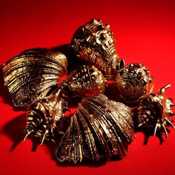 CONCHIGLIE. Fotografia di Giulio Azzarello ©2023. CONCHIGLIE. Fotografia di Giulio Azzarello ©2023.