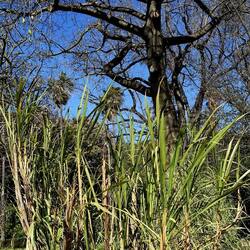 ORTO BOTANICO DI PALERMO. Fotografie di Giulio Azzarello ©2022. ORTO BOTANICO DI PALERMO. Fotografie di Giulio Azzarello ©2022.