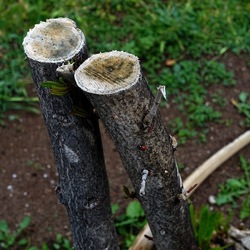 TRONCHI. Fotografie di Giulio Azzarello ©2022.
