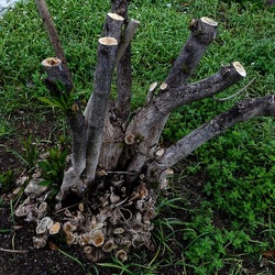 TRONCHI. Fotografie di Giulio Azzarello ©2022.