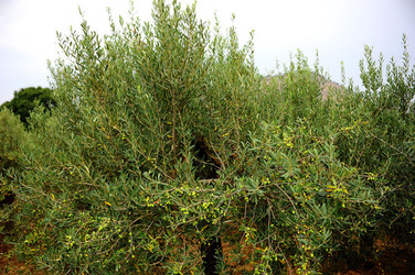 CAMPAGNA SICILIANA. Fotografie di Giulio Azzarello &copy;2016.