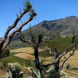 SEGESTA. Fotografie di Giulio Azzarello ©2024. SEGESTA. Fotografie di Giulio Azzarello ©2024.