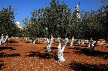 GERUSALEMME panoramiche e particolari. Fotografie di Giulio Azzarello &copy;2014.