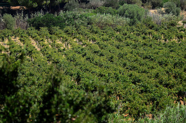 GORGHI TONDI oasi di vigneti e piante Mazzara del Vallo in Sicilia. Foto di Giulio Azzarello ©2016. GORGHI TONDI oasi di vigneti e piante Mazzara del Vallo in Sicilia. Foto di Giulio Azzarello ©2016.