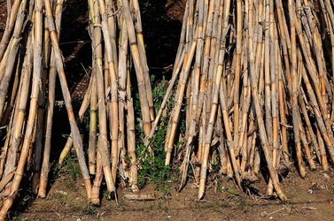 IL CANNETO del contadino siciliano. Fotografie di Giulio Azzarello &copy;2014.