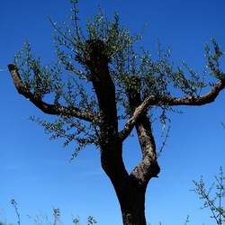 SEGESTA. Fotografie di Giulio Azzarello ©2024. SEGESTA. Fotografie di Giulio Azzarello ©2024.