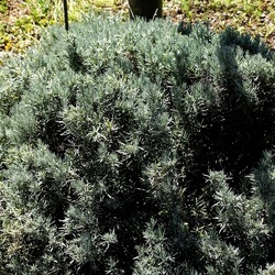 ORTO BOTANICO DI PALERMO. Fotografie di Giulio Azzarello ©2022. ORTO BOTANICO DI PALERMO. Fotografie di Giulio Azzarello ©2022.