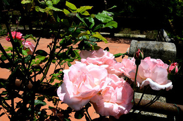 NATURA tipiche rose selvatiche di un giardino siciliano in estate. Fotografie di Giulio Azzarello &copy;2014.