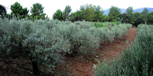 CAMPAGNA SICILIANA. Fotografie di Giulio Azzarello &copy;2016.