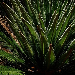 GIARDINO fotografie di Giulio Azzarello ©2019. GIARDINO fotografie di Giulio Azzarello ©2019.