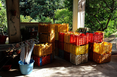 LIMONI di Sicilia coltivati in modo biologico. Fotografie di Giulio Azzarello &copy;2014.