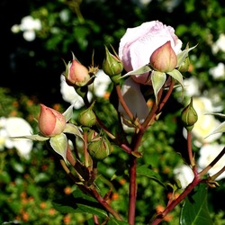 ROSETO. Fotografie di Giulio Azzarello &copy;2022.